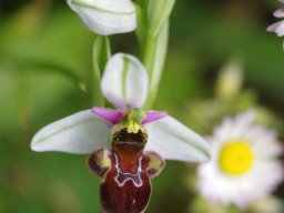 Ophrys_valdeonensis_Oseja_de_Sajambre_Picos_de_Europa-min